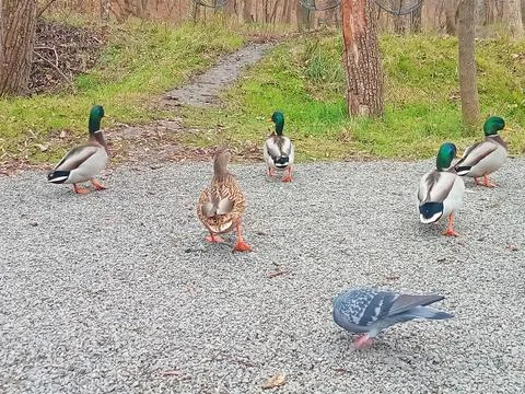 Wild ducks walking in park with pigeon in foreground Stock Photos