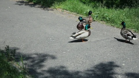 Wild Ducks Walking On A Pathway Stock Footage 91699477