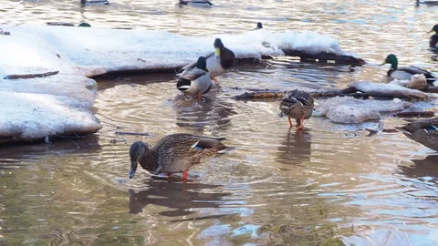 Wild ducks in the water Stock Footage 104353385