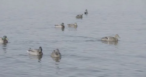 Wild ducks on the water Stock Footage 270539794