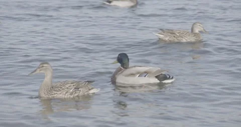 Wild ducks on the water Stock Footage 270539881