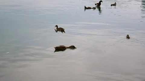 Wild ducks in the water Stock-Footage 346033361