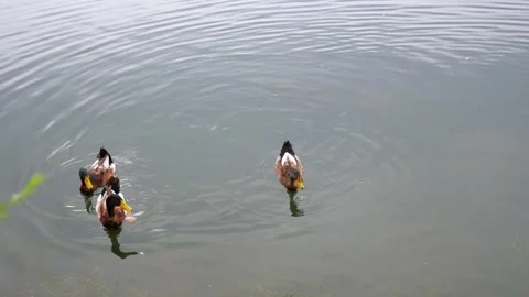 Wild ducks in the water Видео 346033475