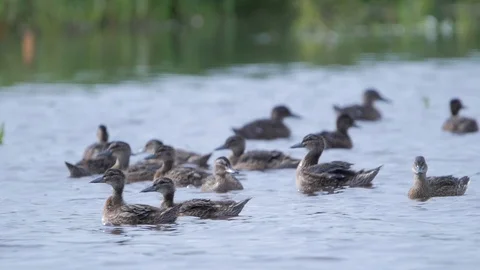 Wild ducks on the water slow motion (Mallards) Stock Footage 91735882