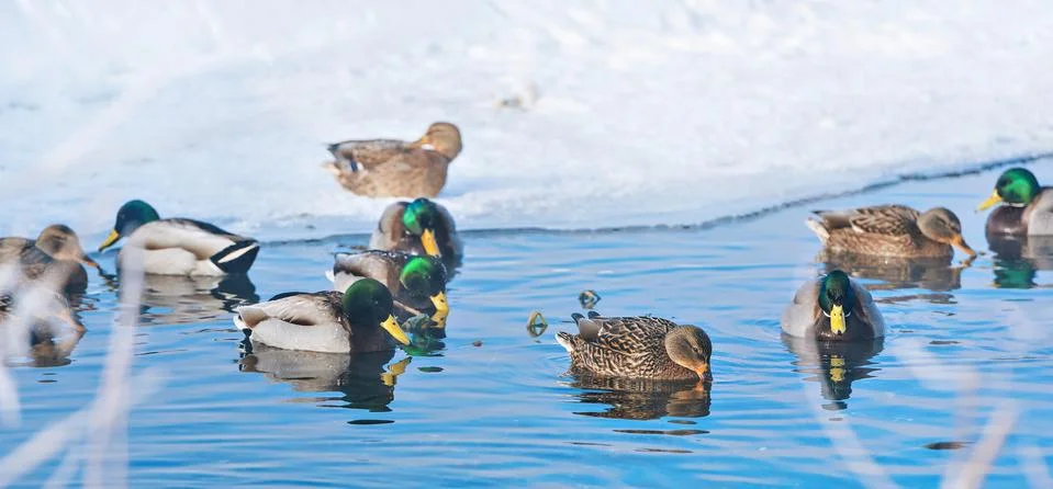 Wild ducks on the water in the winter season. The observation of wildlife. Stock Photos