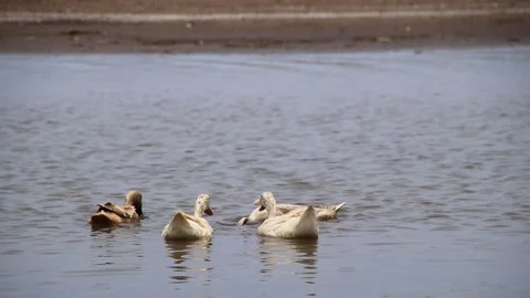 Wild ducks while looking for food 스톡 동영상 145700603