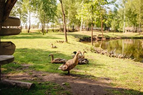 Wild ducks in the wild Stock Photos