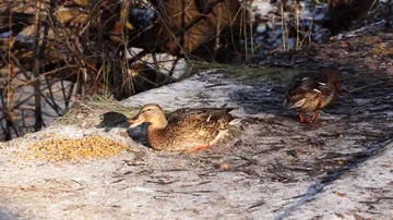 Wild ducks in the winter in the Park eat food brought by people who feed them Stock Footage 85895604