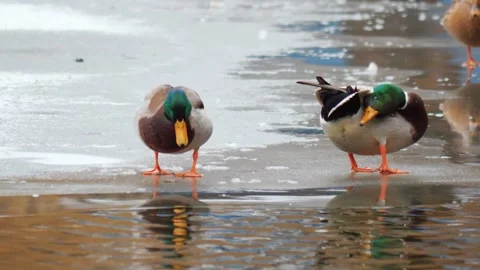 Wild ducks in winter on the pond Stock Footage 305279879