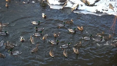 Wild ducks in the winter river. Fighting for the food. Slowmotion Stock Footage 85283037
