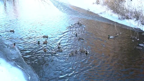 Wild ducks in the winter river. Fighting for the food. Rat on the background. Video stock 85283055
