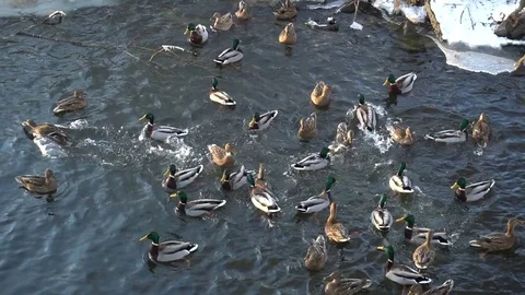 Wild ducks in the winter river. Fighting for the food. Slowmotion Stock Footage 85283121