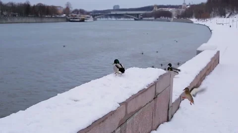 Wild ducks on the winter river Stock Footage 46835836