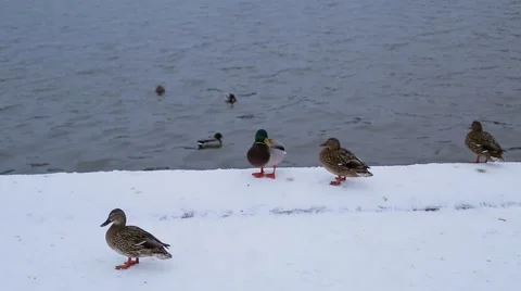 Wild ducks on the winter river Stock Footage 46836000