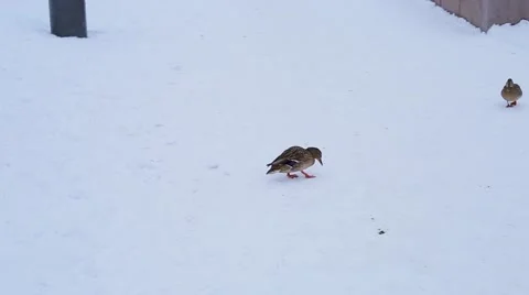 Wild ducks on the winter river Stock Footage 46836234