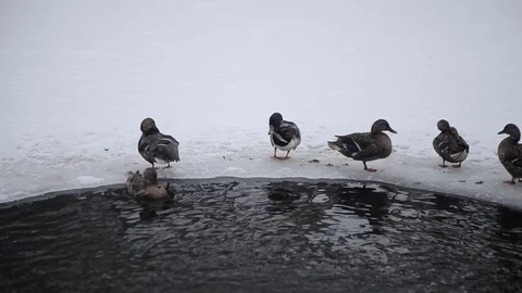 Wild ducks in the winter river. Stock Footage 71666162