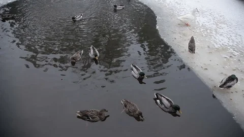 Wild ducks in the winter river. Stock Footage 71666237