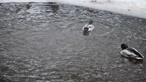 Wild ducks in the winter river. Video stock 71666356