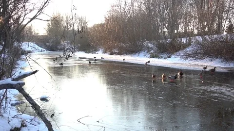 Wild ducks in the winter river. Stock Footage 85283155