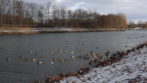 Wild ducks on winter river Stock Footage 329631393