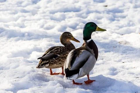 Wild ducks in winter on a snow background. A flock is looking for food. Stock Photos