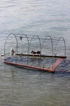 Wild ducks on a wreck Stock Photos