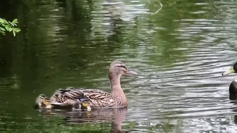 Wild ducks with young ducks. Video stock 97211806