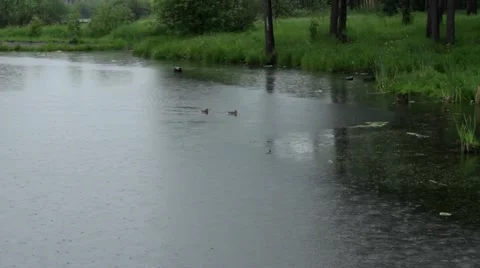 Wild Duсks On A Pond 2 Stock Footage 50799310
