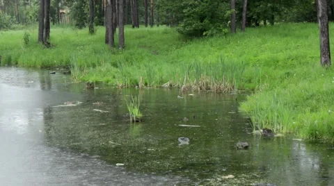 Wild Duсks On A Pond 3. Stock Footage 50799357