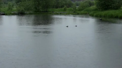 Wild Duсks On A Pond Stock Footage 50799341