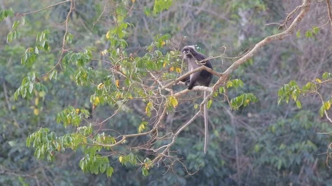 Wild Dusky Langur or Spectacled Langur in Thailand forest, feeding in tree Vídeo Stock 124439007