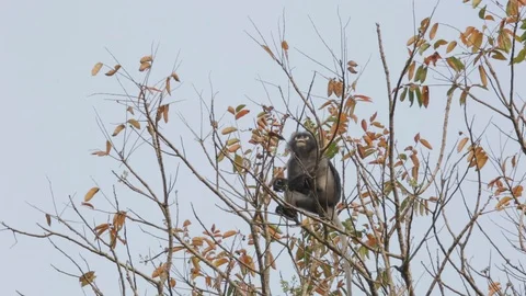 Wild Dusky or Spectacled Langur in Thailand forest, feeding in the tree canopy Vídeo Stock 124613005