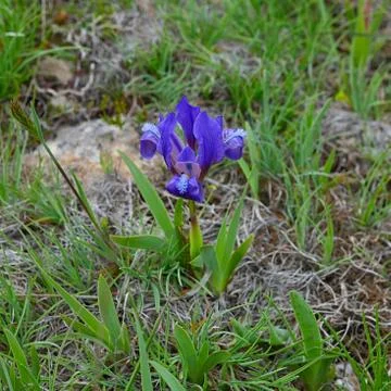 The wild dwarf purple iris in spring on the Black Sea coast. Stock Photos