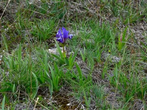 The wild dwarf purple iris in spring on the Black Sea coast. Stock Photos