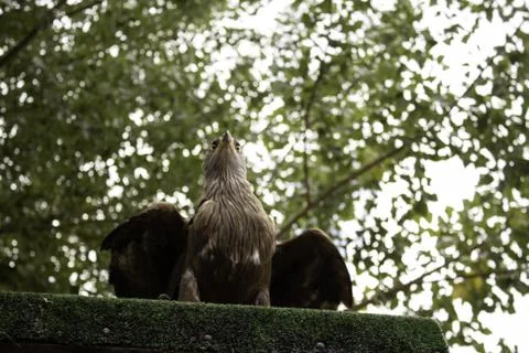 Wild eagle, animals and environment, mammals Stock Photos