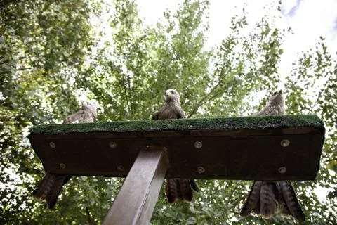 Wild eagle, animals and environment, mammals Stock Photos