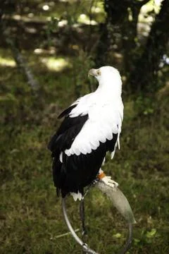 Wild eagle, animals and environment, mammals Stock Photos