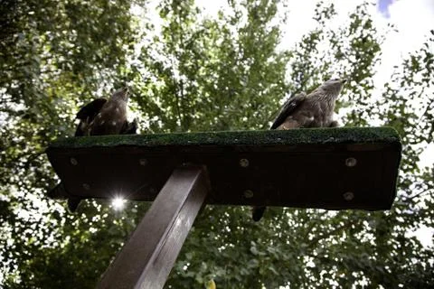 Wild eagle, animals and environment, mammals Stock Photos