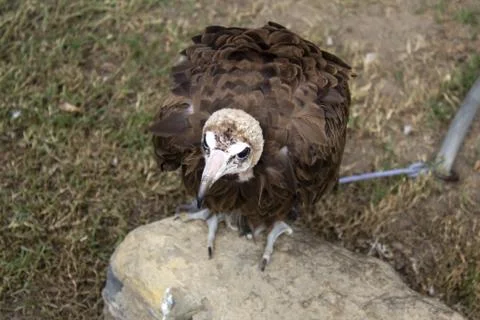 Wild eagle, bird of prey, animals and nature Stock Photos