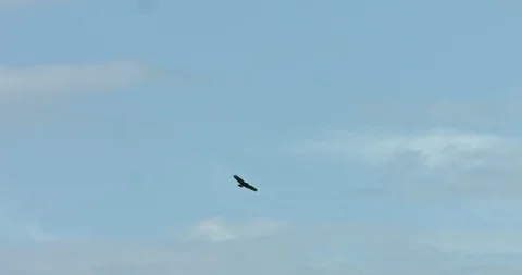Wild eagle flying, freedom concept Stock Footage 115281690