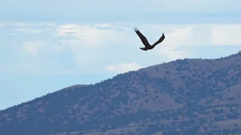 Wild eagle flying in slow motion over beautiful blue mountains Stock Footage 335265875