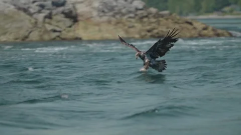 Wild Eagle Hunting Over Blue Water. Stock Footage 321179182
