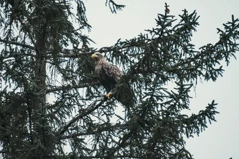 Wild eagle perched on a tree Stock Photos