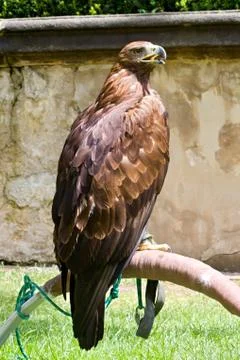 Wild eagle Stock Photos