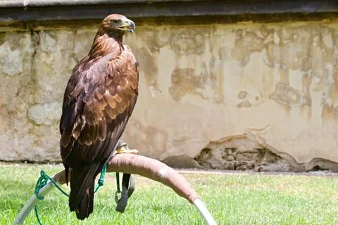 Wild eagle Stock Photos