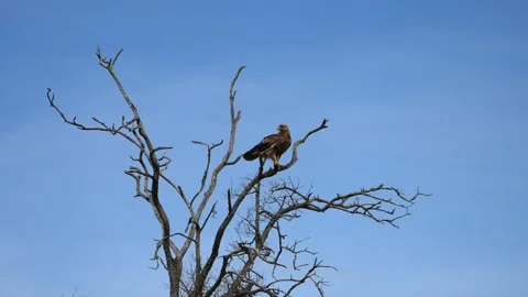 Wild Eagle Resting High on a Dead Branch in the African Wilderness Stock Footage 345836471