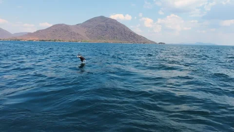 Wild Eagle Swooping Over Turquoise Water to Catch Fish Stock Footage 343910394