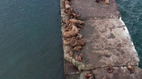 Wild eared seals rest on the rocks near the Pacific Ocean. Stock Footage 169544297