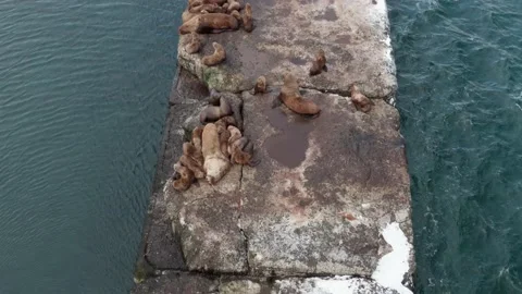 Wild eared seals rest on the rocks near the Pacific Ocean. Video stock 169544456