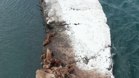 Wild eared seals rest on the rocks near the Pacific Ocean. Stock Footage 169544537